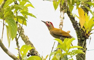 Golden-Olive Woodpecker, male