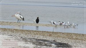 Daddy bird, Mummy bird and Baby bird