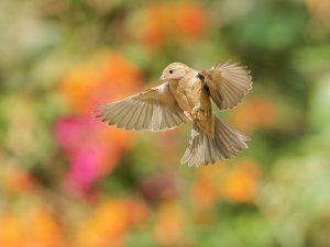 Lady sparrow