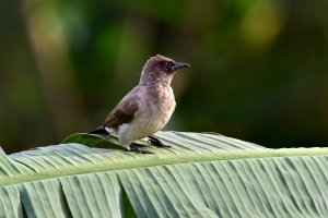 Common Bulbul