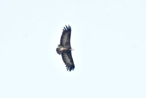 Hooded Vulture