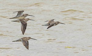 Long-billed Dowitchers