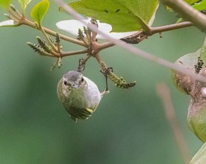 Mistletoe Tyrannulet