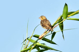 Black Winged Bishop Female