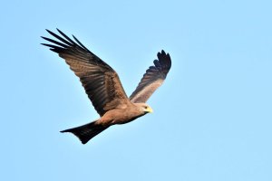 Yellow Billed Kite