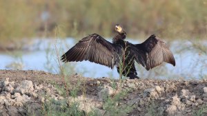 great cormorant