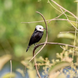 smaller the bird, longer the name