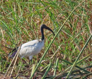 African Sacred Ibis