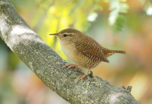 Eurasian Wren