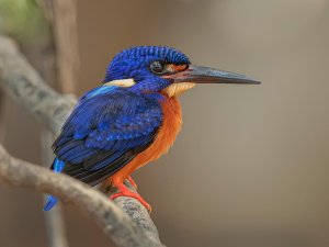 Blue-eared Kingfisher .jpeg