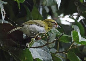 Black-billed Peppershrike