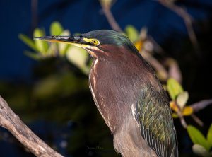 Green Heron