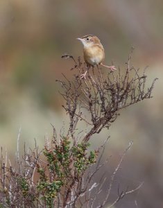 zitting cisticola