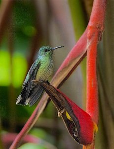 Scaly-breasted Hummingbird