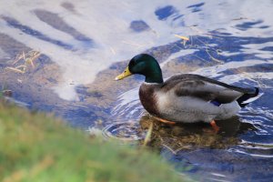 Mallard at Crandall Park