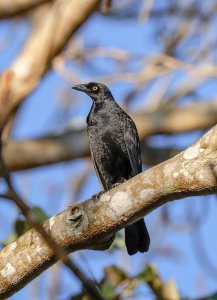 Giant Cowbird