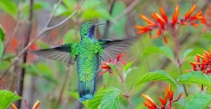 Lesser Violetear