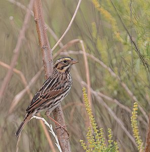 Savannah Sparrow