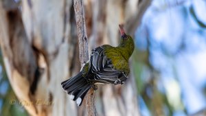 Olive-backed Oriole