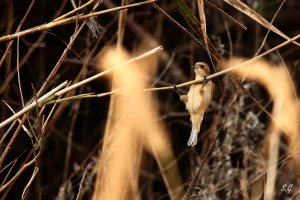 Chinese penduline tit