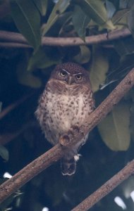 Cuban Pygmy Owl (endemic)