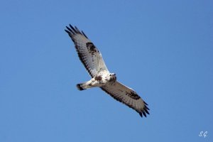 Rough-legged buzzard