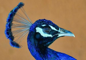Blue Peacock.jpg