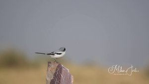 great grey shrike