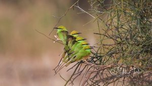 green bee eaters