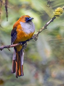 Whitehead’s Trogon - Female