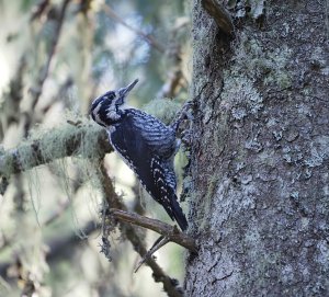 Eurasian Three-toed Woodpecker