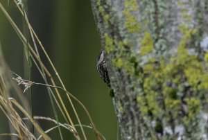 Treecreeper creeping