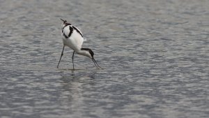 pied avocet