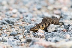 Elephant hawk moth larva