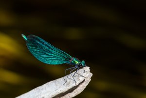 Beautiful demoiselle