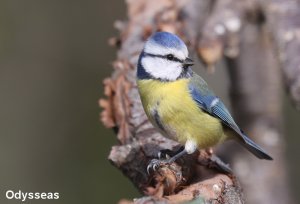 Blue Tit