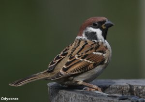 Tree Sparrow