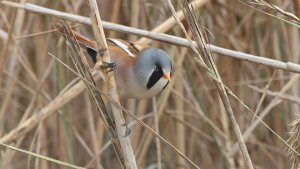 bearded reedling (male)