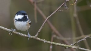 Coal Tit