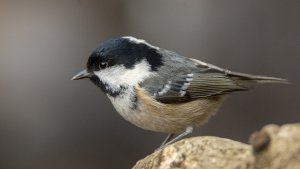 Coal Tit