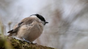 Marsh Tit