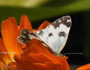Butterfly-244