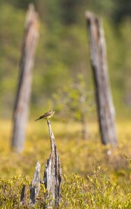 Yellow wagtail