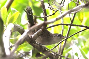 Zapata Wren