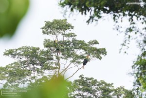 A pair of Wrinkled Hornbills, Borneo
