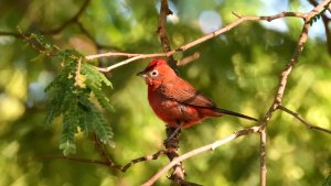 Red-crested Finch