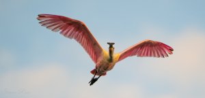 Incoming Roseate Spoonbill