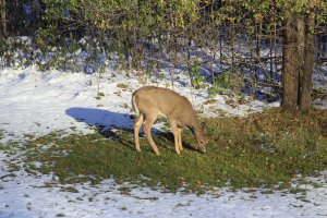 White-tailed deer