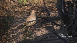 Grey Francolin