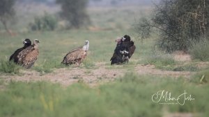 Vultures of Desert National Park